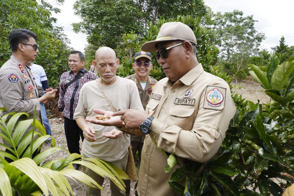 Kemenlu  promosikan kopi liberika Kayong