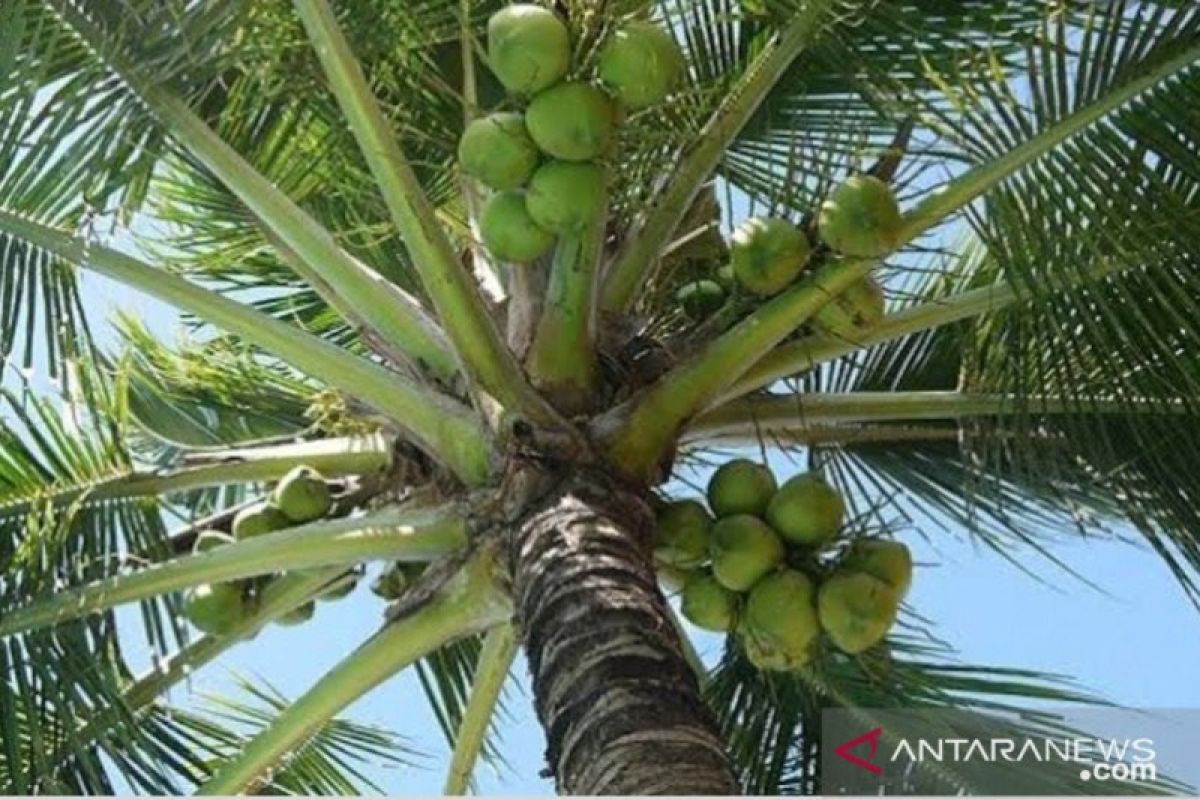 Minahasa Utara butuh investor industri olahan komoditas kelapa