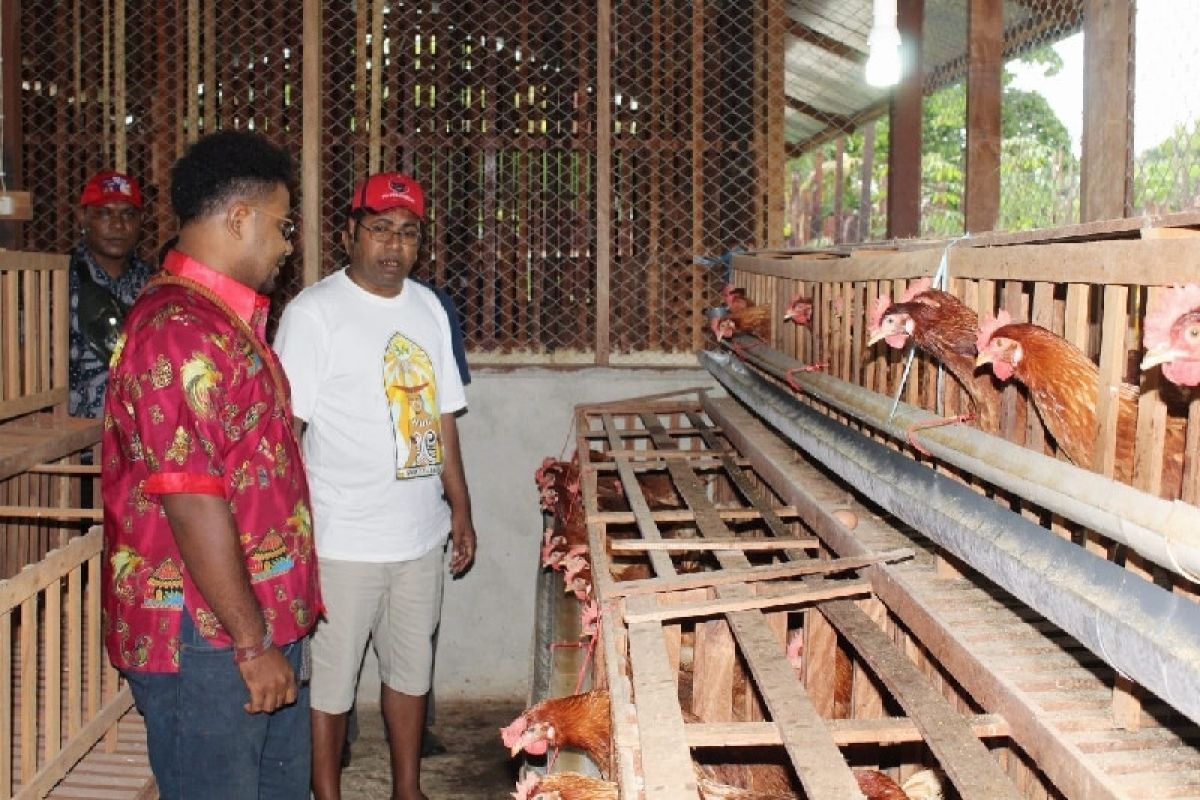 Pemkan Biak bangun rumah potong sediakan daging unggas sehat