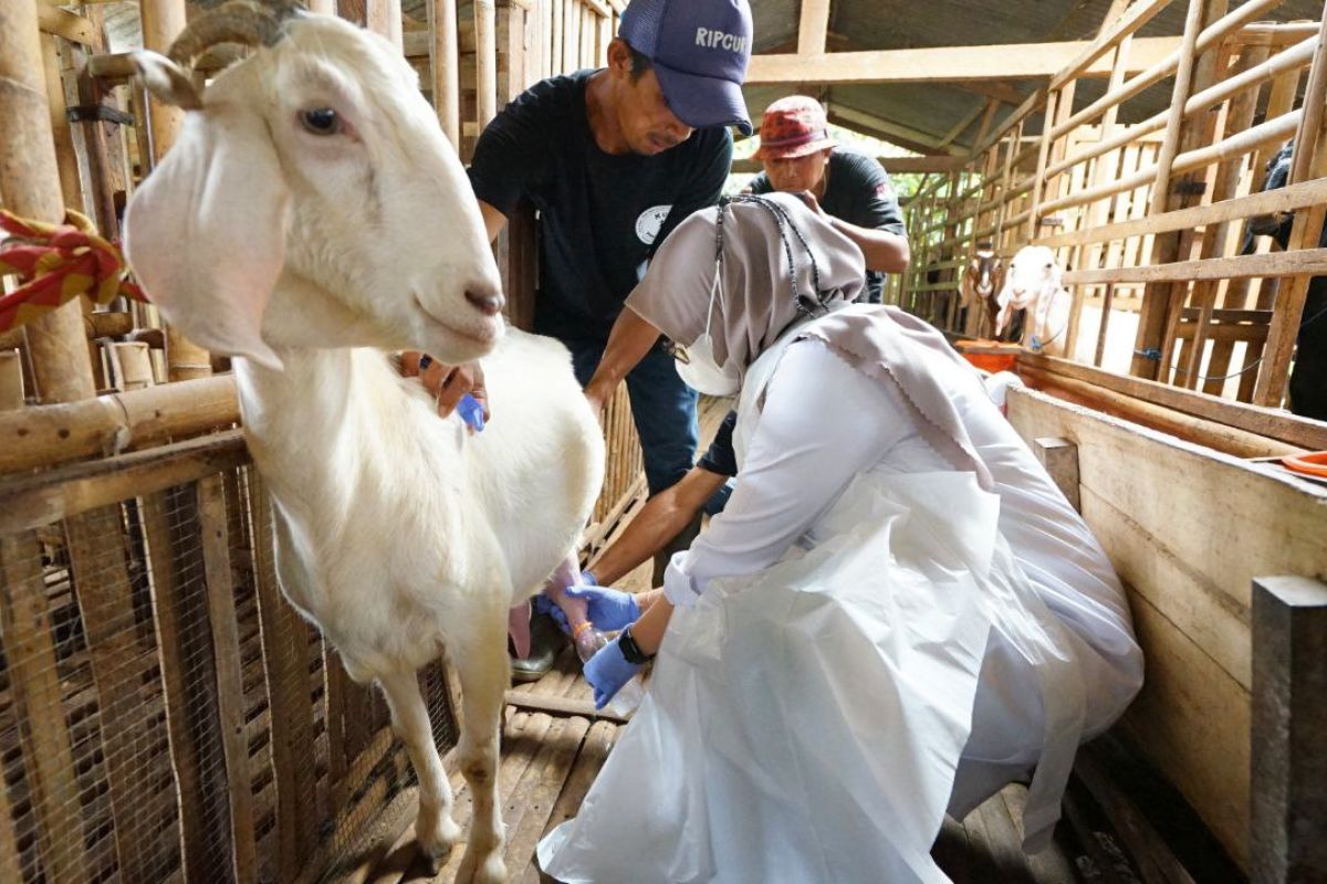 Bupati Ipuk sebut peternakan kambing perah jadi wisata edukasi