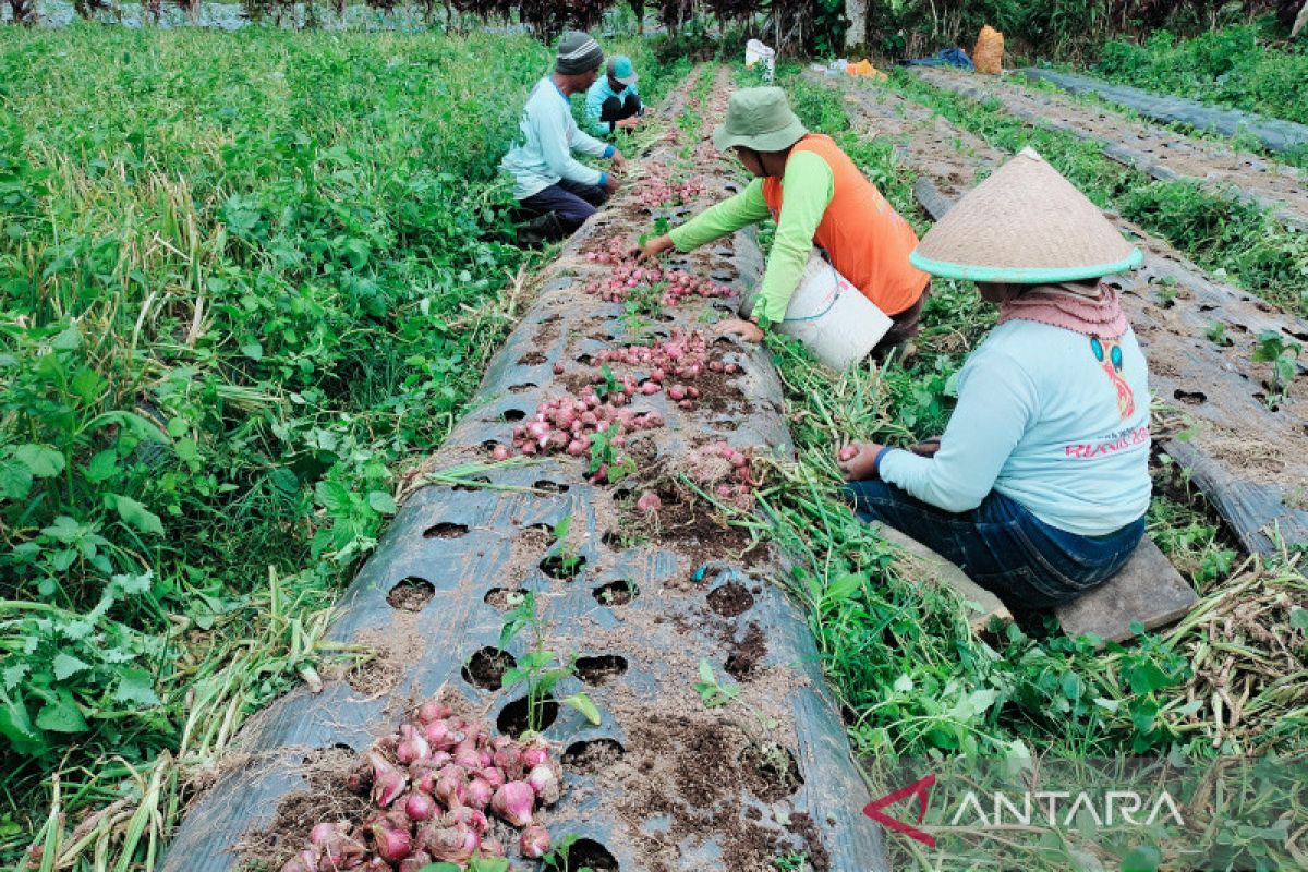 Petani Rejang Lebong tertarik kembangkan bawang merah