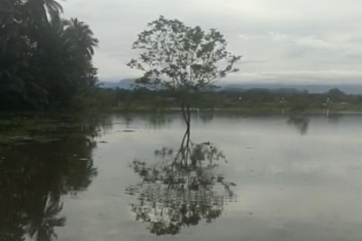 Banjir landa ratusan hektare sawah HSS Kalsel