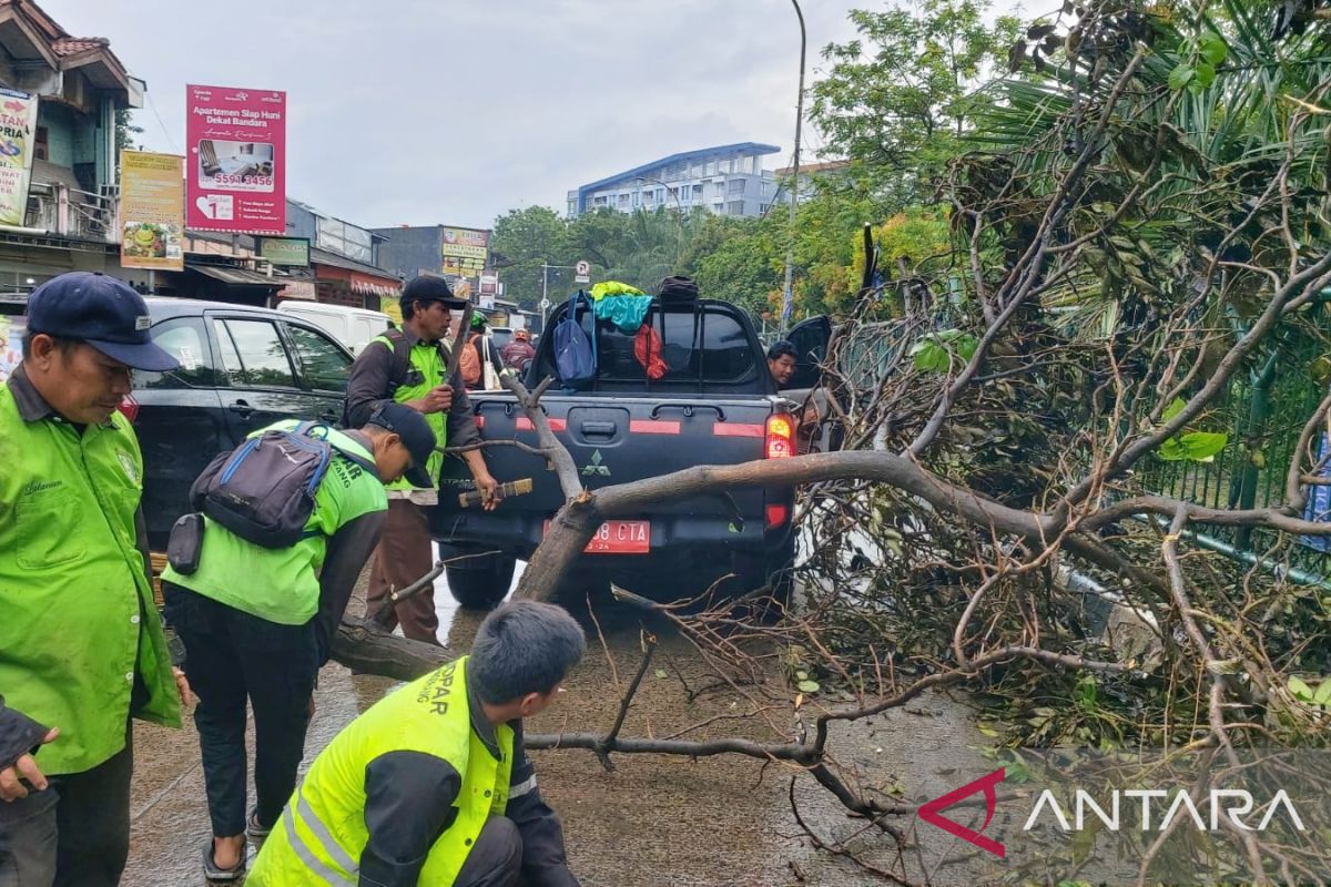 Pemkot Tangerang imbau masyarakat agar waspada pohon tumbang