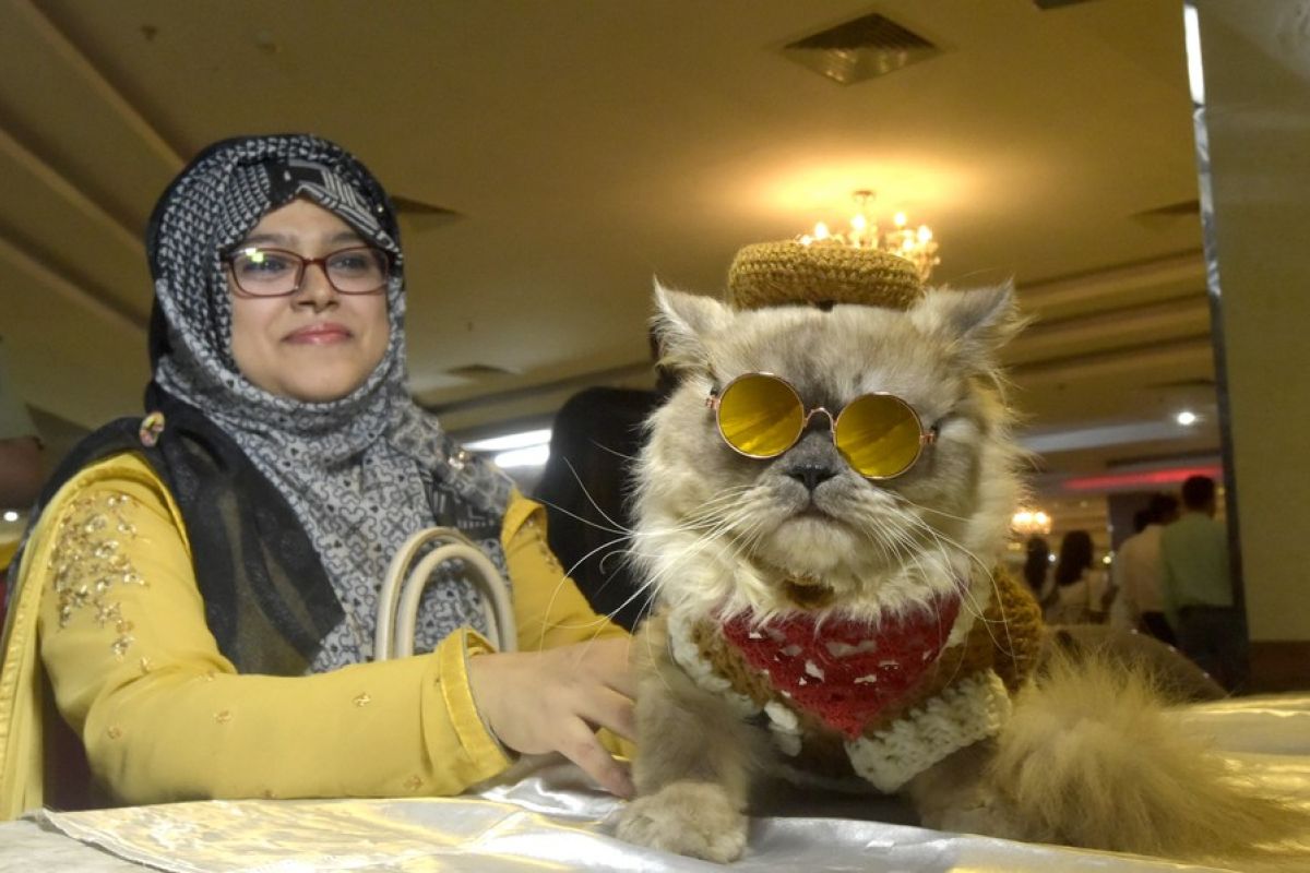 Album Asia: Potret menggemaskan kucing di ajang peragaan di Bangladesh