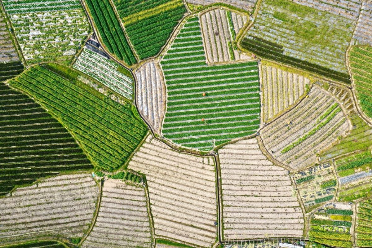 Pemandangan unik lahan pertanian Fujian selama pembajakan