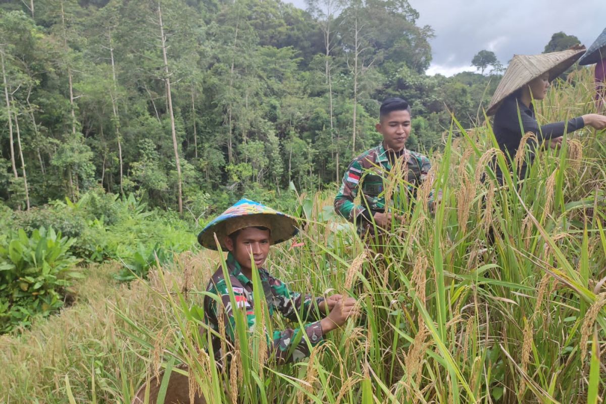 Prajurit TNI bantu petani panen padi di perbatasan RI-Malaysia