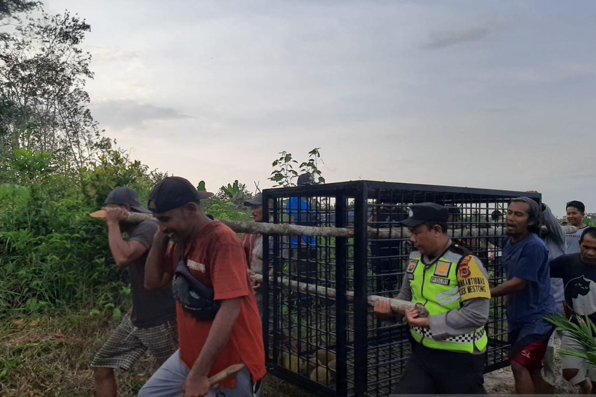 Polisi dan BKSDA Jambi pasang perangkap beruang yang serang warga