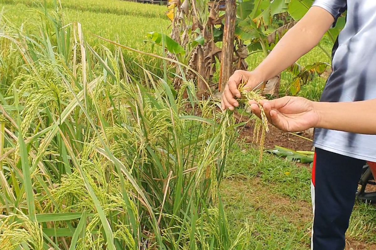 Dedi Mulyadi kembangkan varietas padi organik Lembur Pakuan