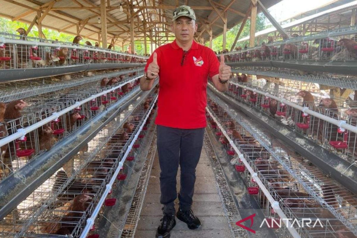 Peternak ayam petelur di Meranti mampu produksi 4.000 butir per hari