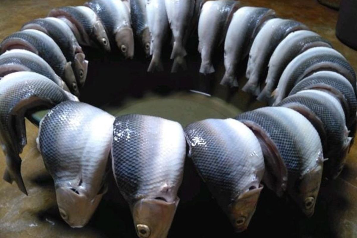 Koperasi di Aceh Timur produksi ikan bandeng tanpa duri capai satu ton per bulan