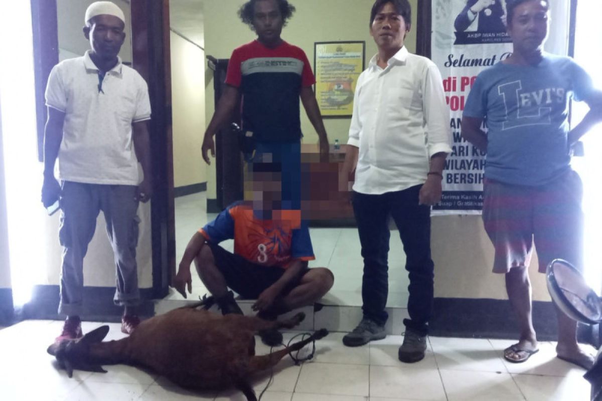 Pencuri 6 kambing warga di Dompu diringkus polisi