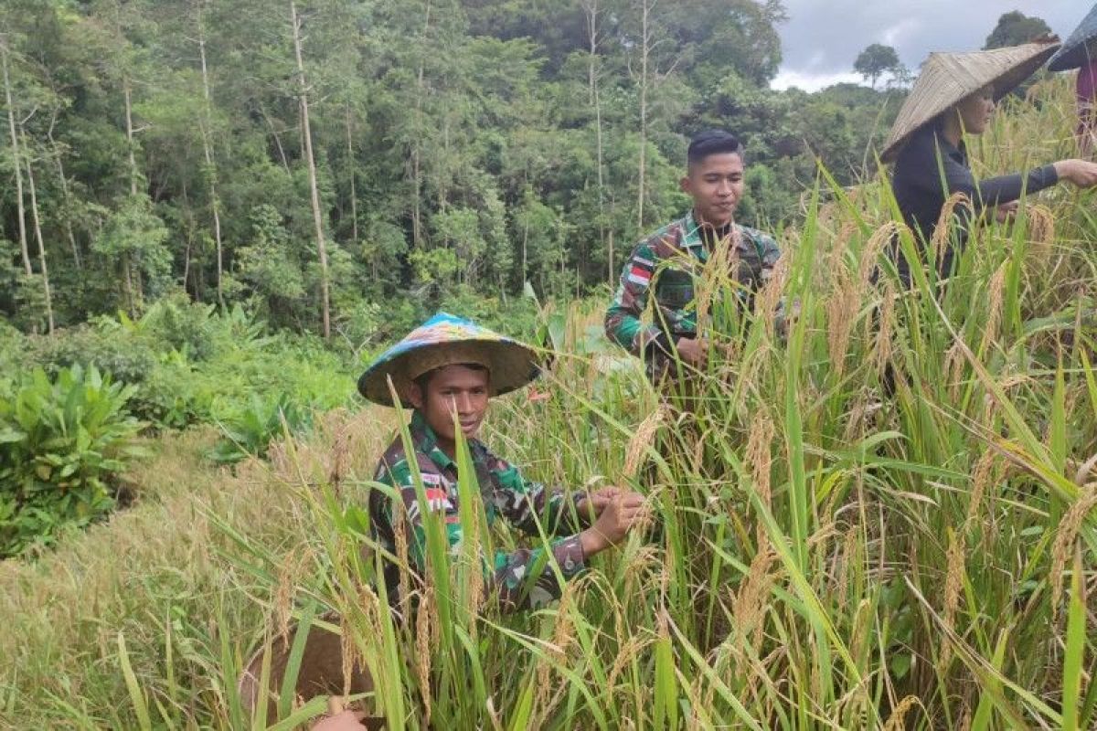 Prajurit TNI Satgas Pamtas bantu petani panen padi di perbatasan RI-Malaysia