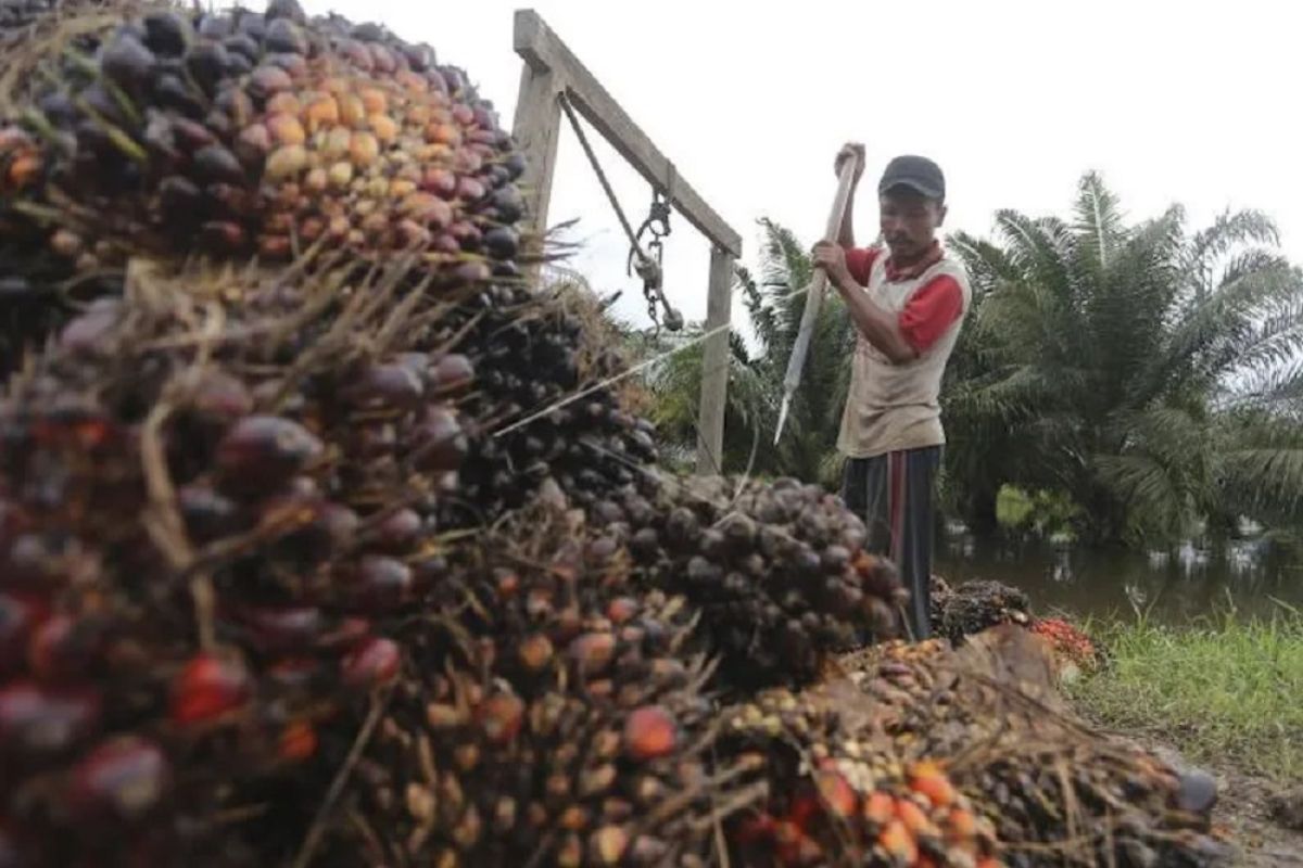 Harga TBS kelapa sawit naik jadi Rp2.458,60 per kg di daerah ini