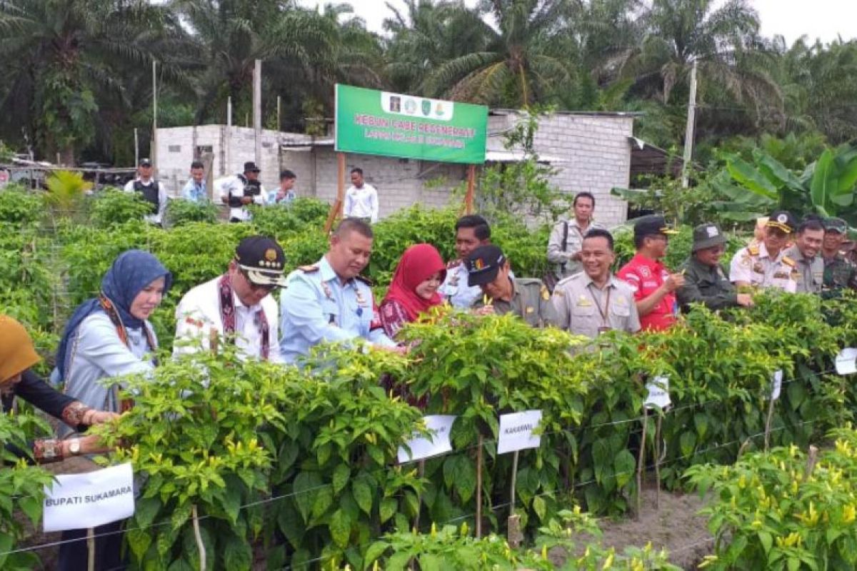 Wamentan hadiri panen perdana cabai di kebun Lapas Sukamara