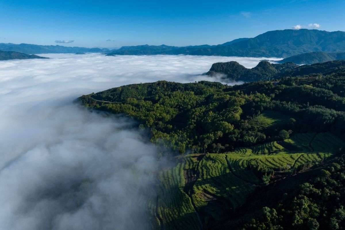 Provinsi Yunnan di China terapkan regulasi perlindungan pohon teh kuno