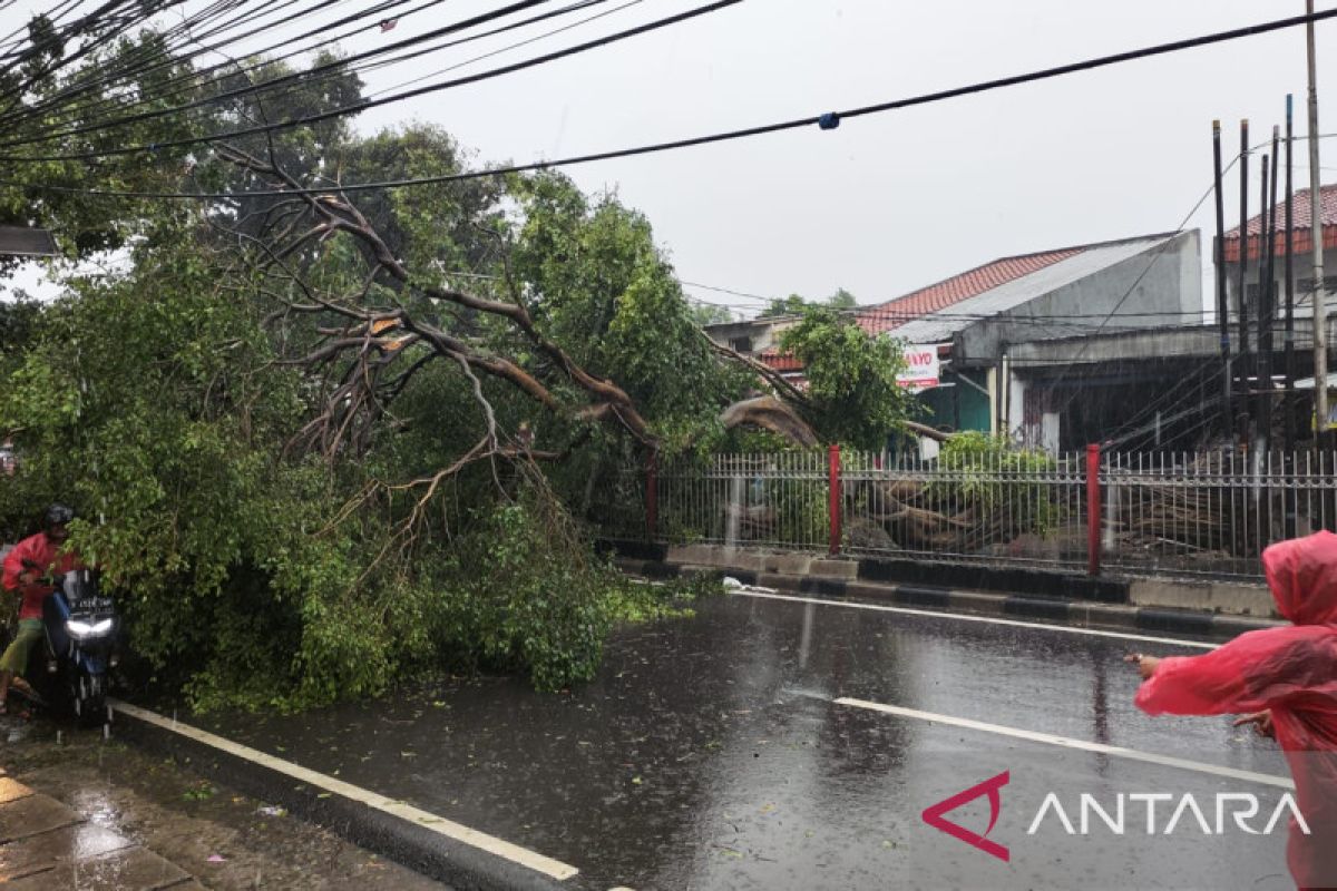 Gulkarmat Jaktim evakuasi pohon tumbang di Jalan Raya Bogor