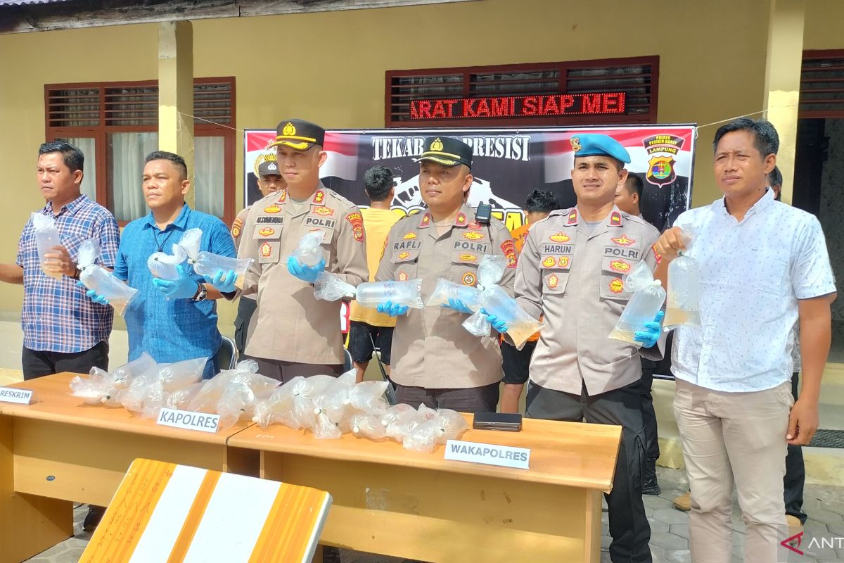Polres Pesisir Barat Lampung gagalkan penyelundupan ribuan benur lobster