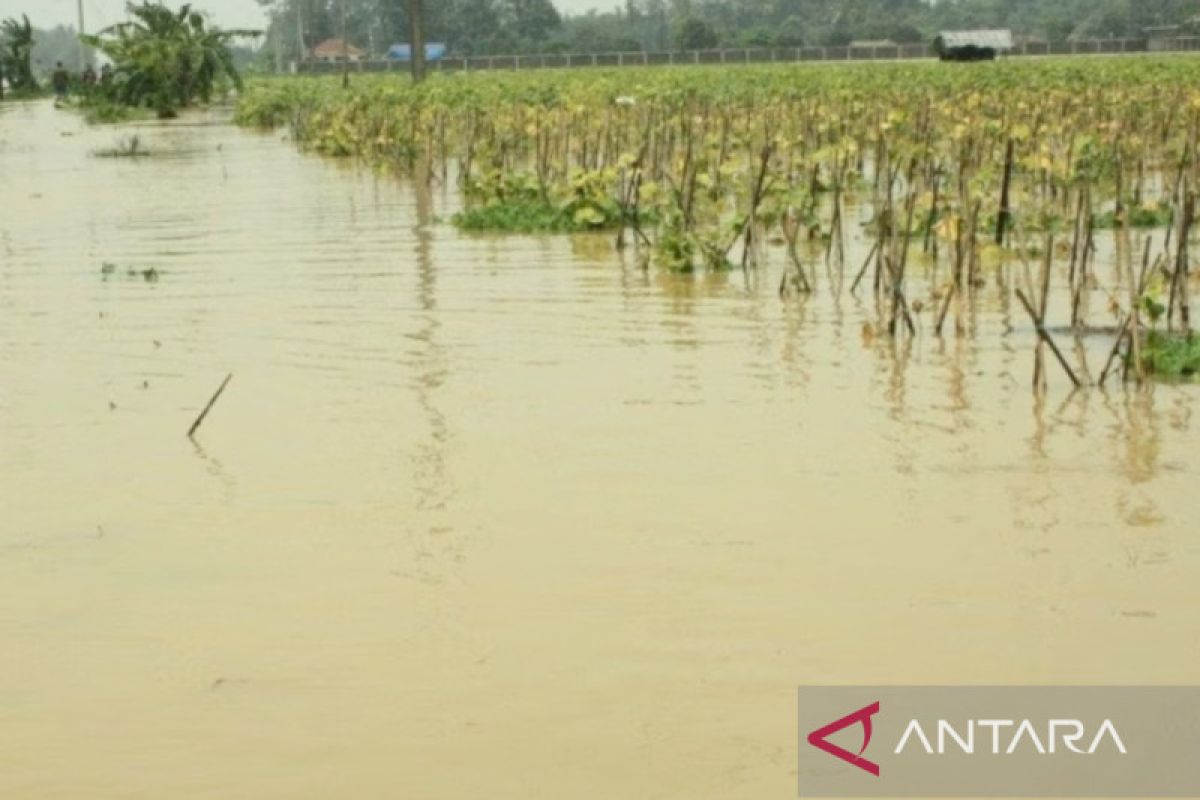 Ribuan hektare sawah di Karawang Jabar terendam banjir