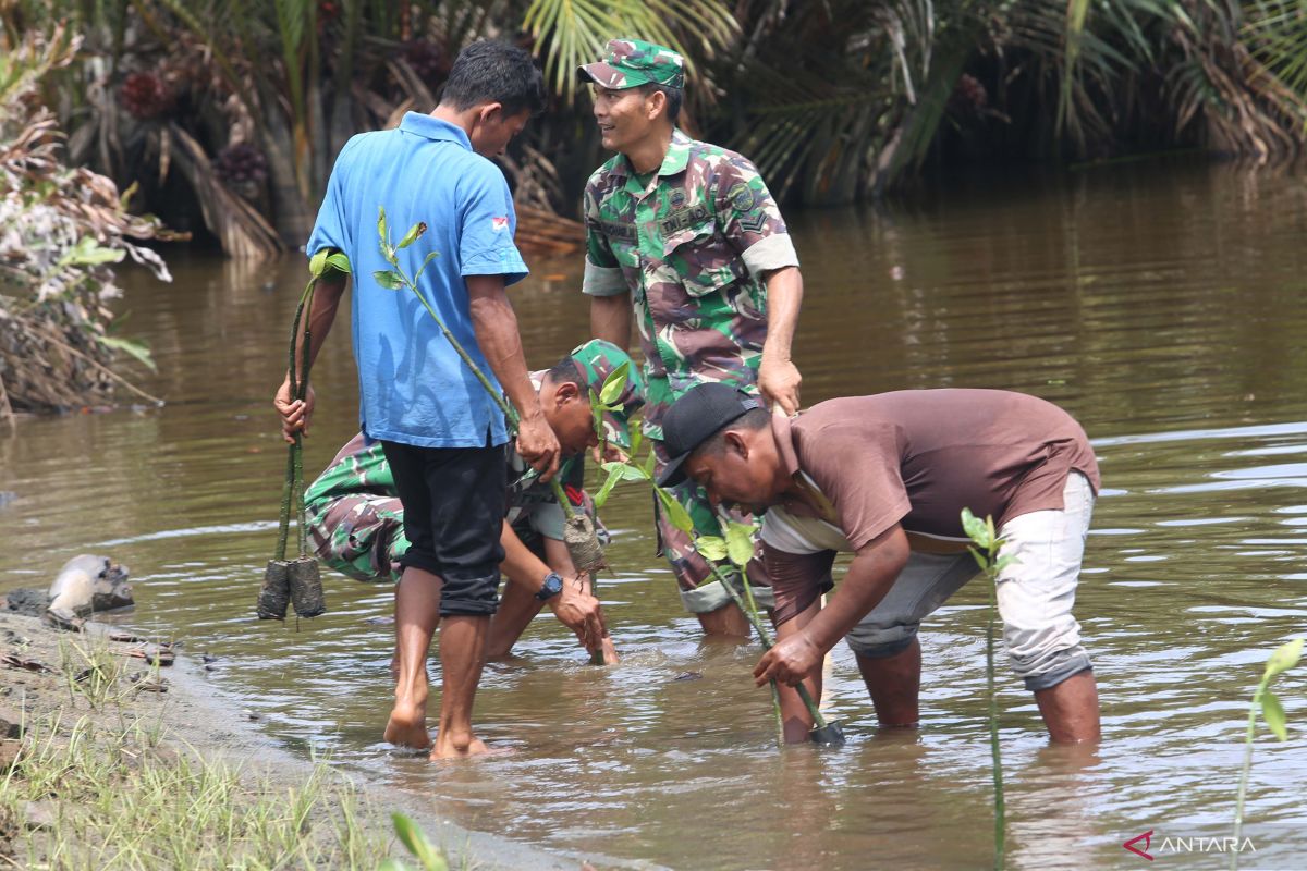 FOTO - TNI Bersama warga Tanam Mangrove Hijaukan Pesisir Aceh Barat