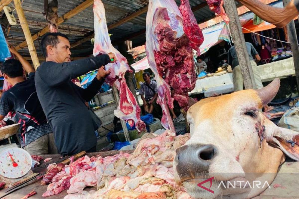 Populasi ternak sapi potong di Aceh Barat capai 8.525 ekor, naik dibanding 2021
