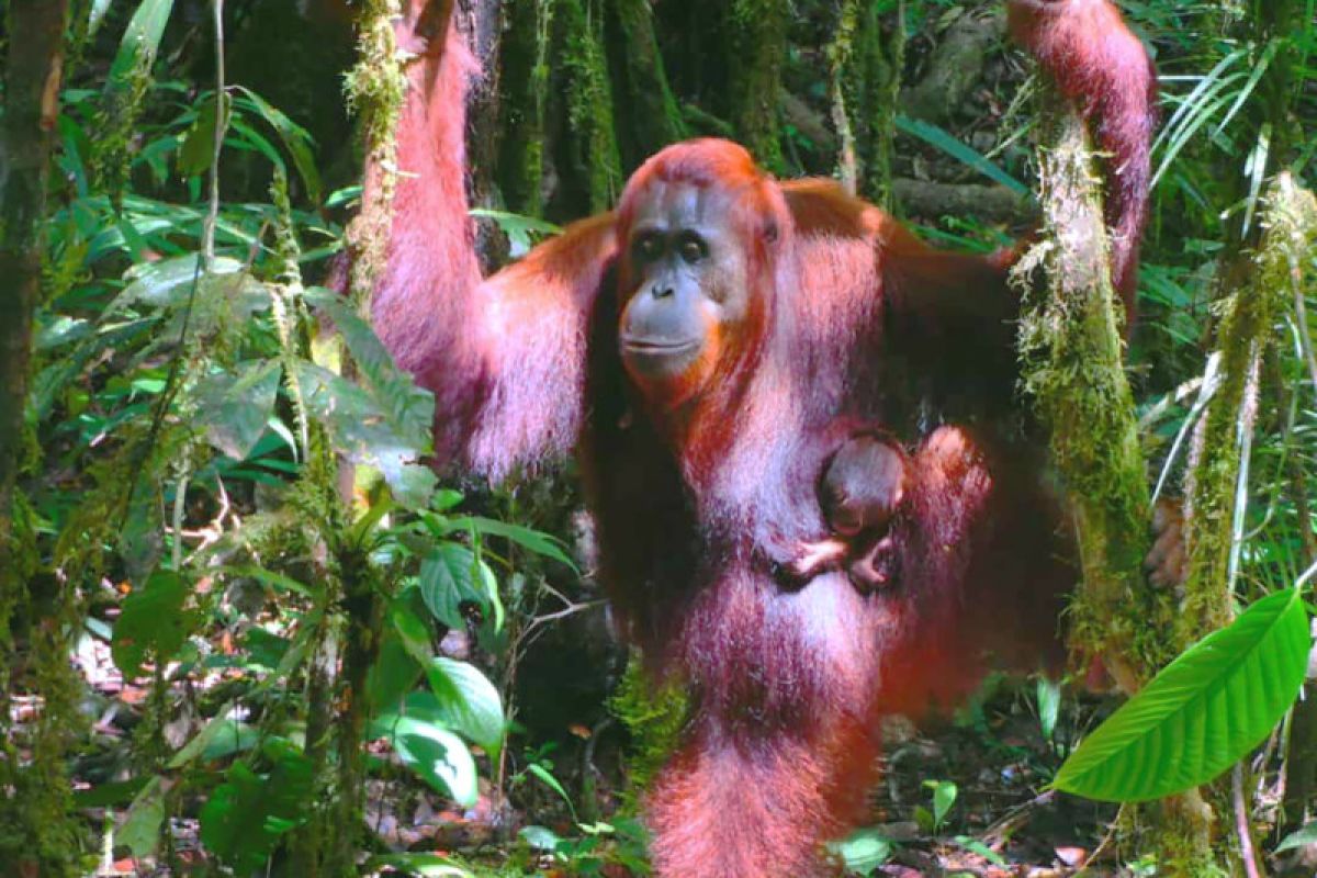 Perjumpaan “Susi” Dengan Bayinya Di Kawasan Taman Nasional Bukit Baka Bukit Raya