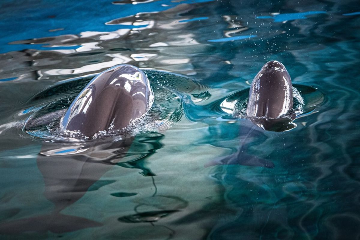 Jumlah lumba-lumba Yangtze tanpa sirip di China terus meningkat