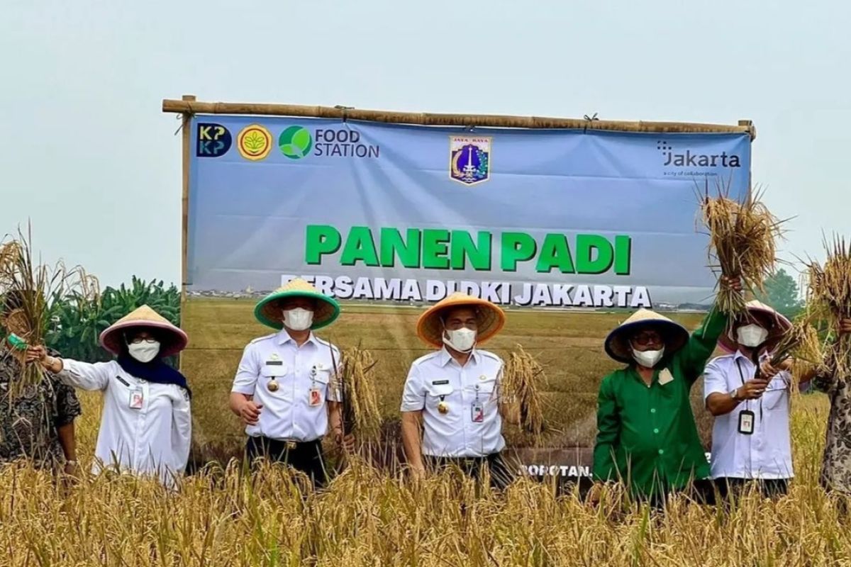 Produksi padi Jakarta 2022 turun karena banjir