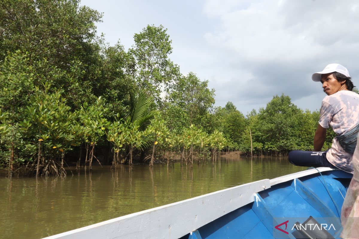 Warga Muara Adang tanam 80 ribu pucuk mangrove  di tambak dan pesisir