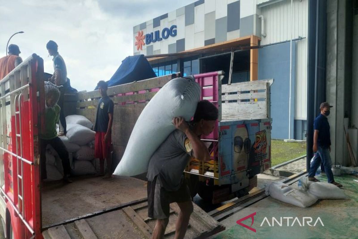 Bulog Surakarta mulai serap gabah hasil panen