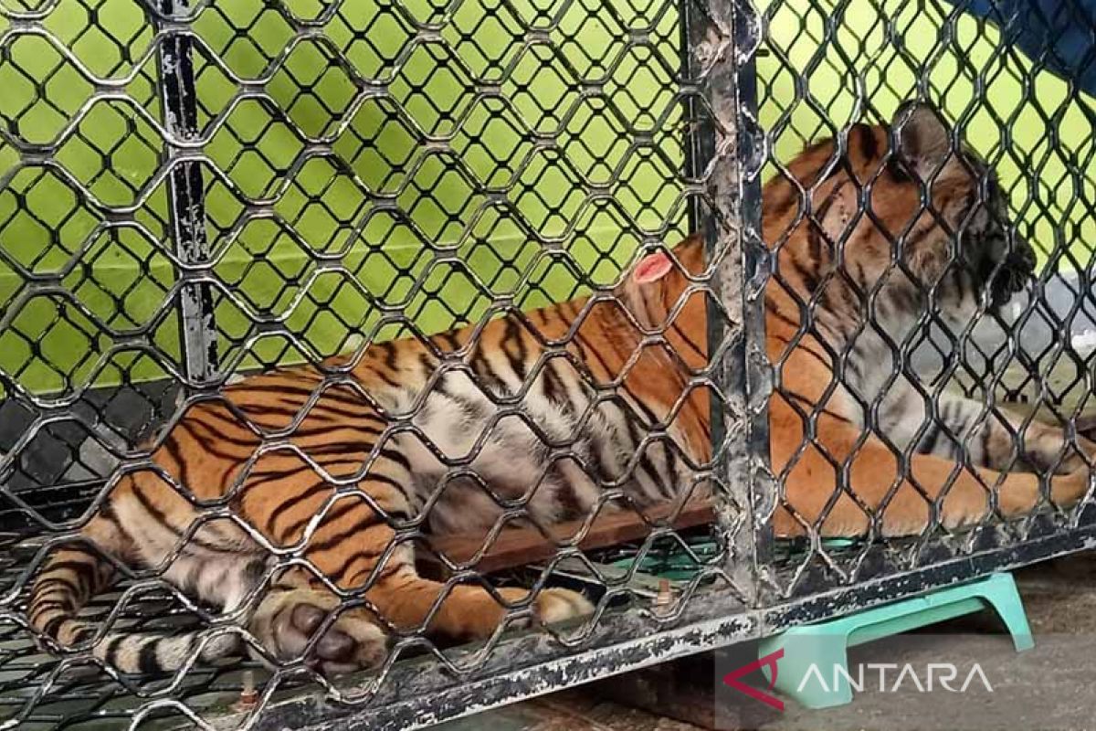 BKSDA: Kondisi harimau serang warga berangsur membaik