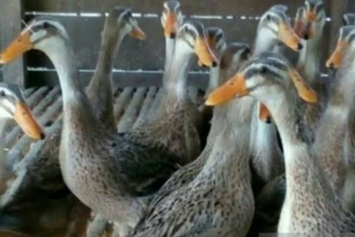 100 ribu lebih bebek di peternakan New York AS akan dimusnahkan usai temuan flu burung