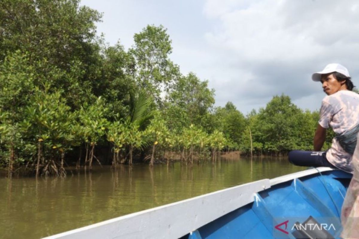 KLHK buka peluang elaborasi mangrove ke dalam dokumen FOLU Net Sink