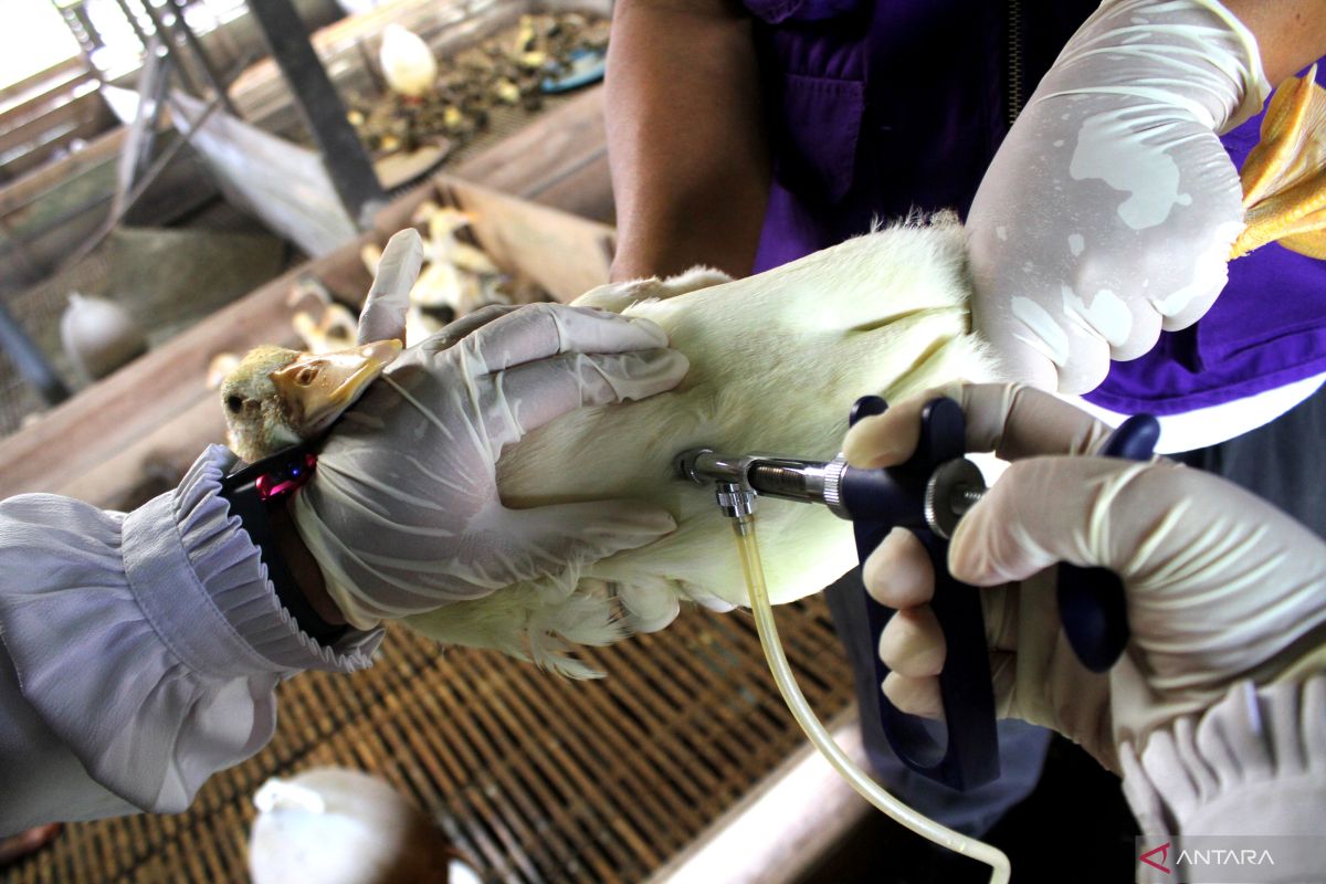 Distan cegah Flu Burung menyebar di Sentra Pembibitan Itik Alabio