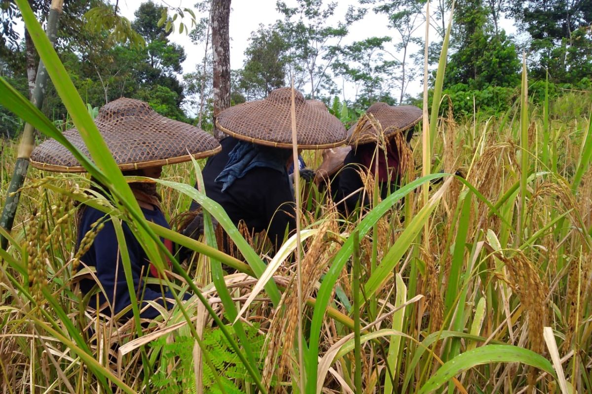 Petani Suku Badui panen raya padi huma