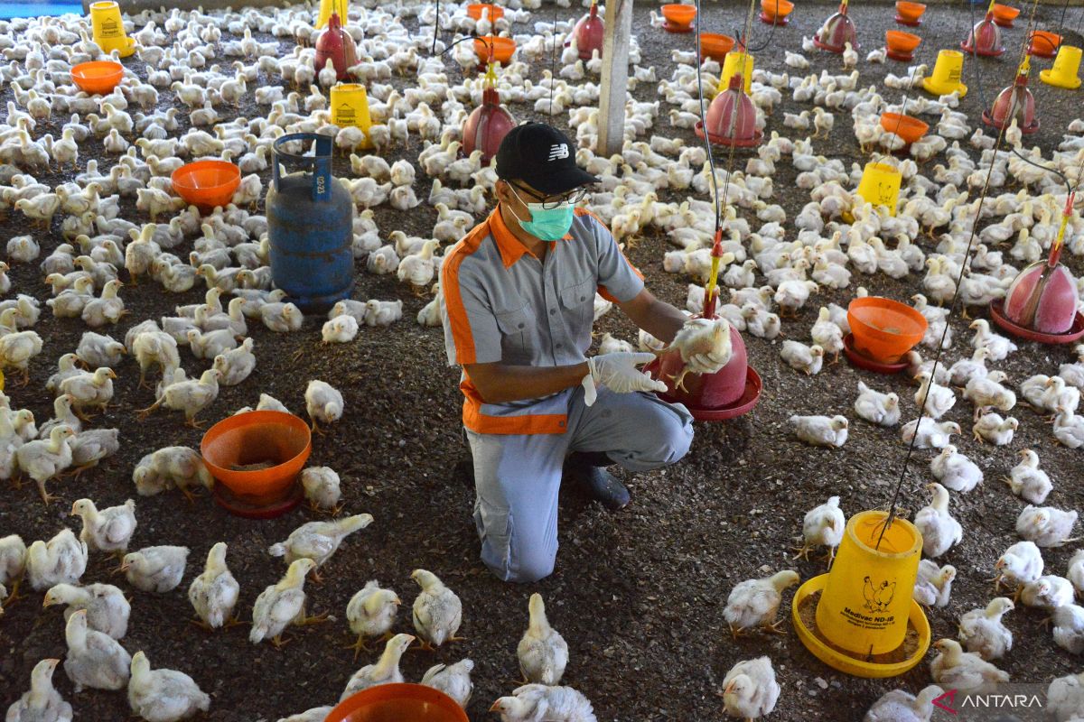 Bird flu can develop rapidly into severe lung disease: official