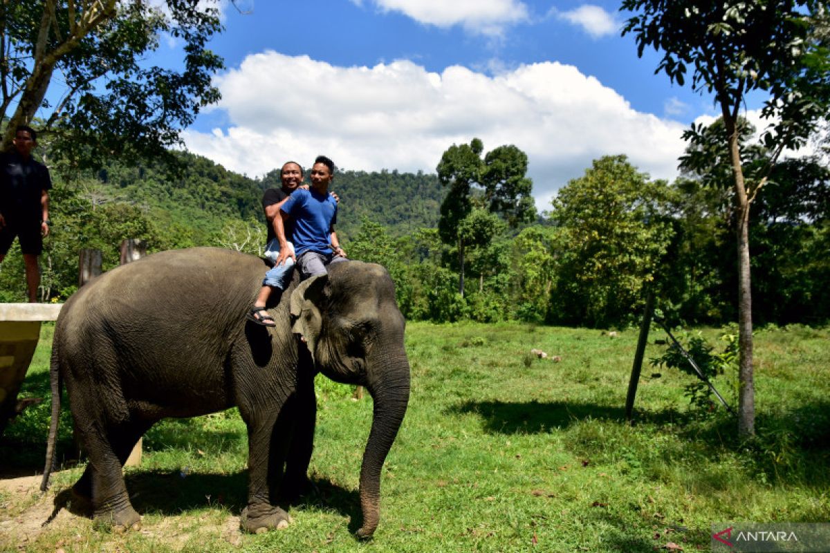 Menikmati alam Aceh Jaya sambil melihat gajah jinak CRU Sampoiniet, begini cara menuju lokasinya