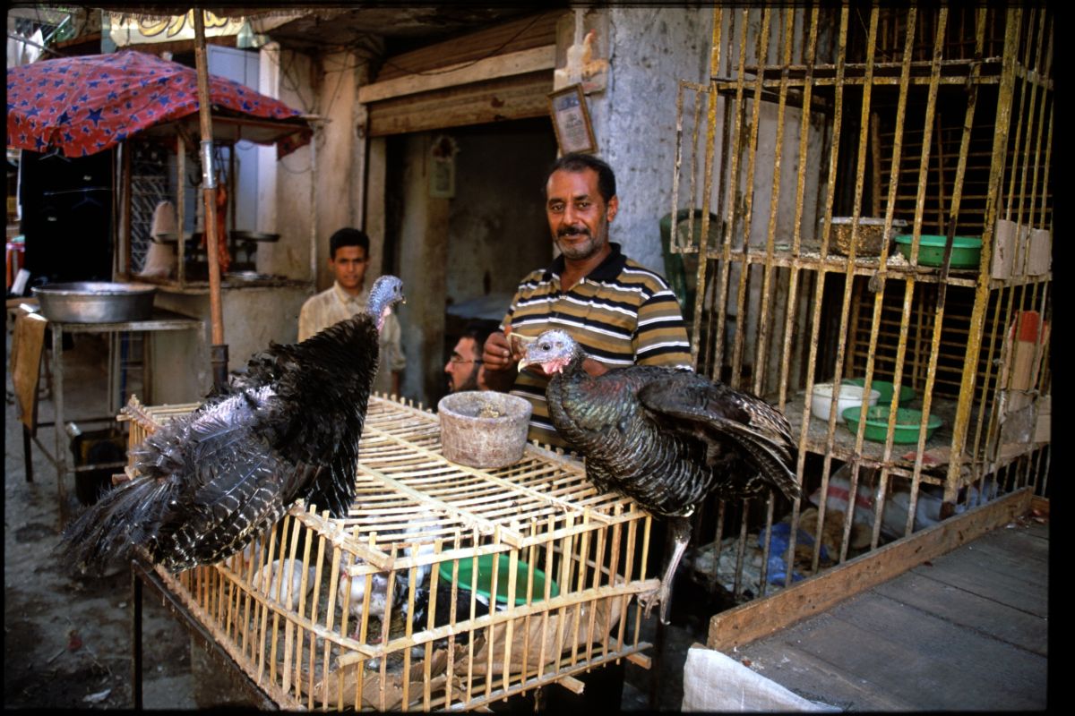Penularan virus flu burung ke manusia jarang terjadi namun tetap berisiko