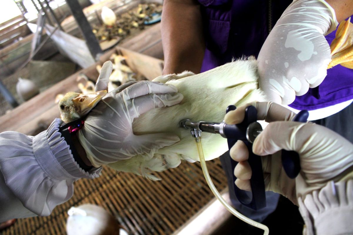 Dokter hewan: Jaga kebersihan dapat cegah penularan flu burung