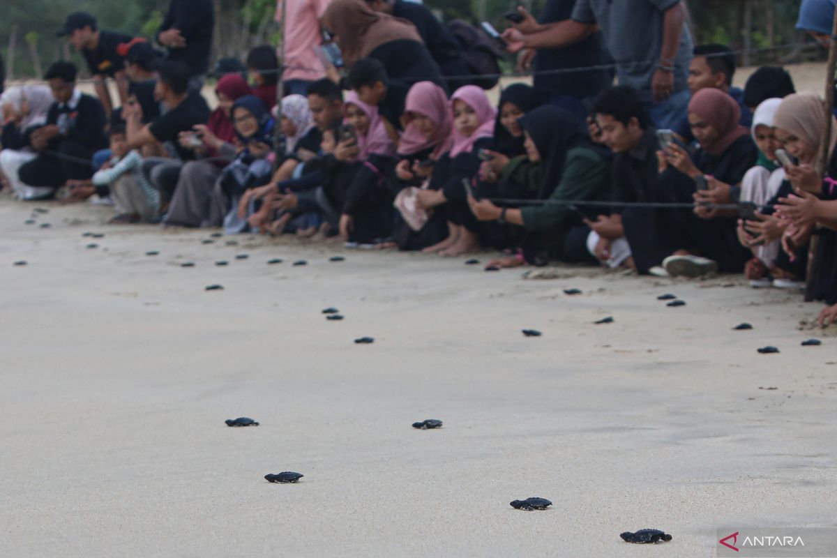 Komunitas konservasi penyu Lampuuk lepas liarkan 400 ekor tukik ke laut Aceh