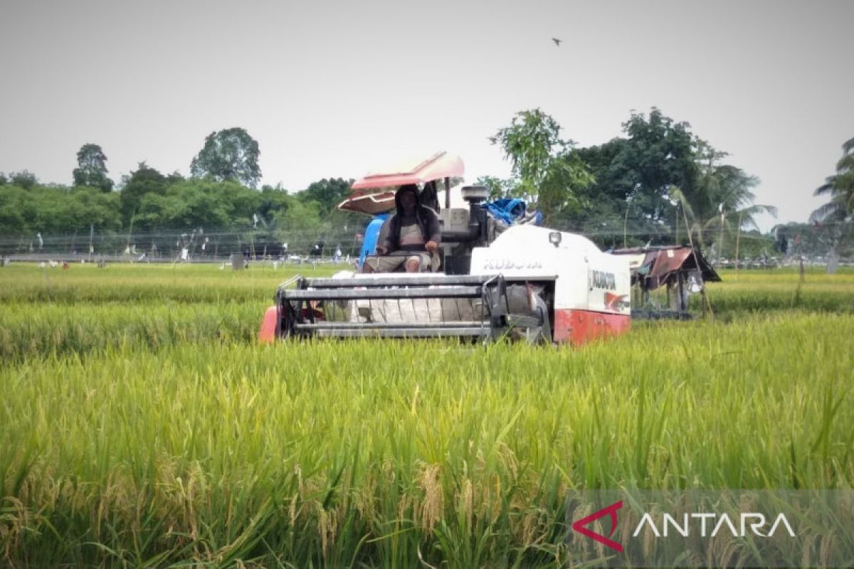 Dinas Pertanian Tapin: Wajar harga beras naik, ongkos produksi mahal