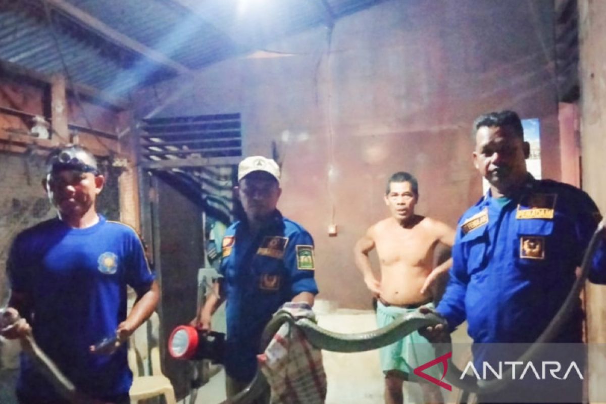 Ular king kobra 3,5 meter ditemukan dalam rumah warga Aceh, begini proses evakuasinya