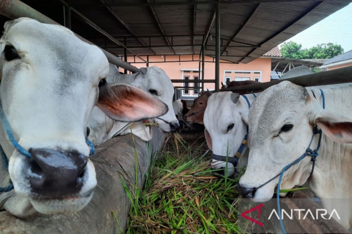 Ratusan ternak di Kabupaten Tangerang telah divaksin LSD