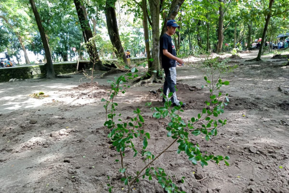 Pemkot Mataram melakukan peremajaan Hutan Kota Udayana