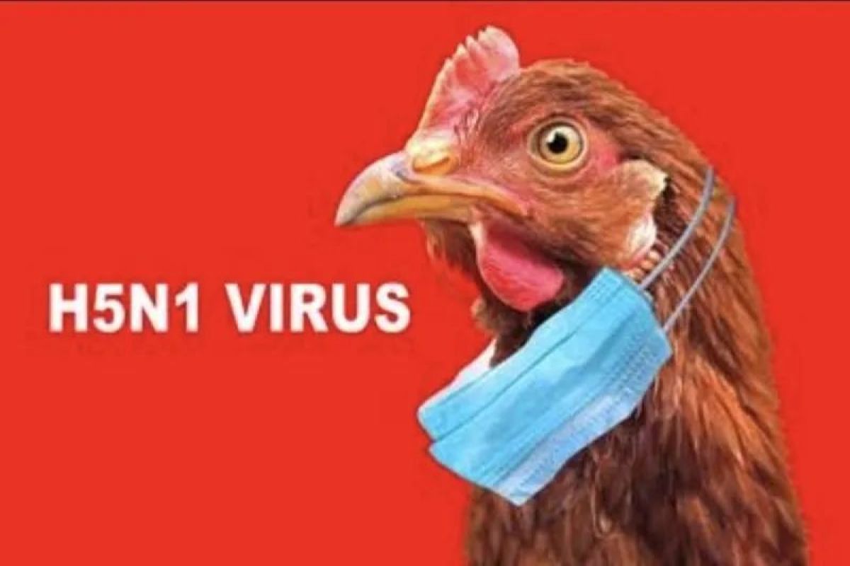 Hindari penularan flu burung pada manusia, cegah kontak langsung dengan unggas sakit