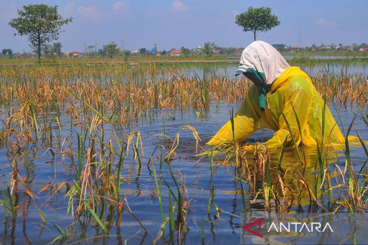 Pemkab HSS usulkan bantuan untuk petani gagal panen ke Pemprov Kalsel