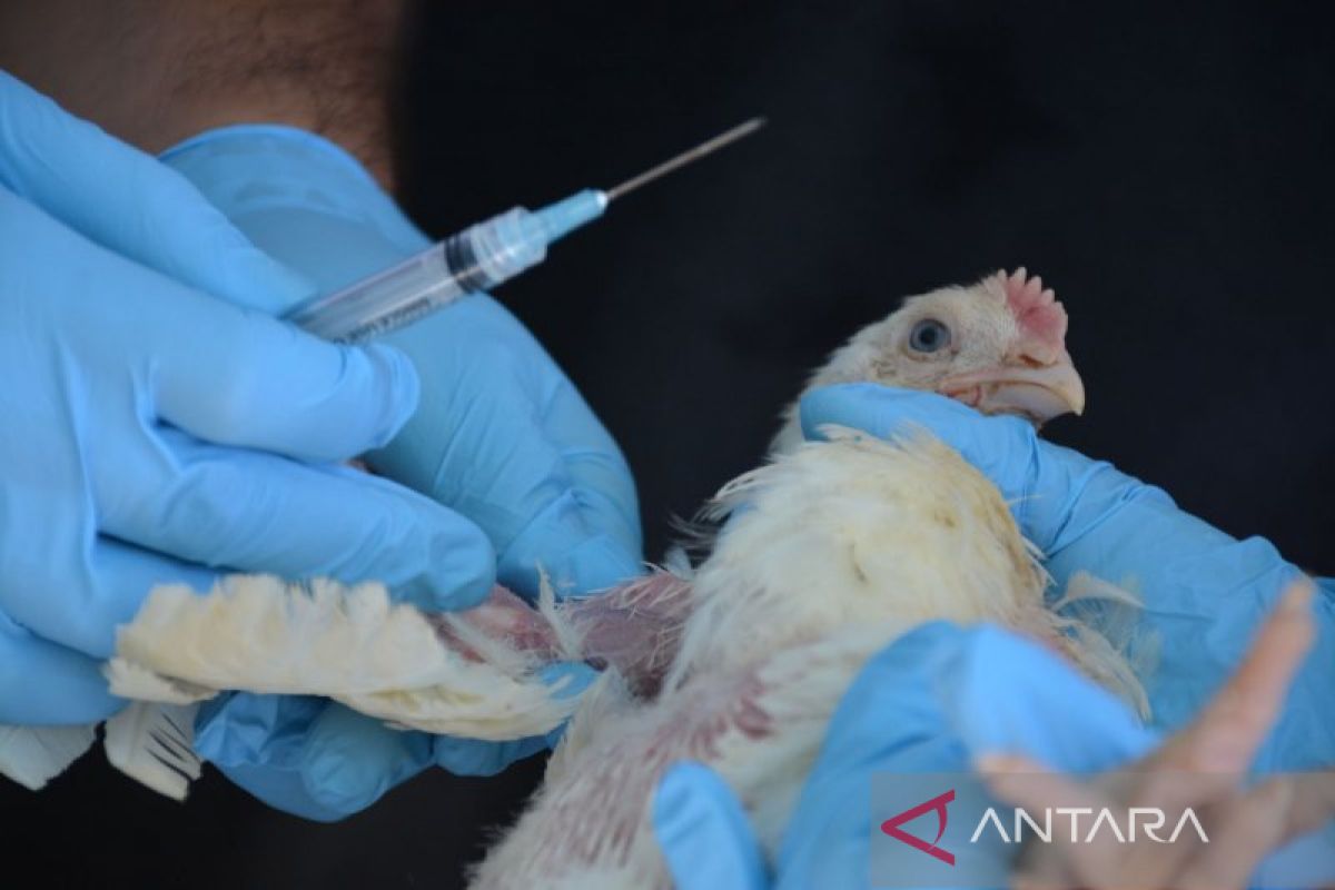 Menkes RI: flu burung menyerang manusia di Kalsel butuh bukti saintifik