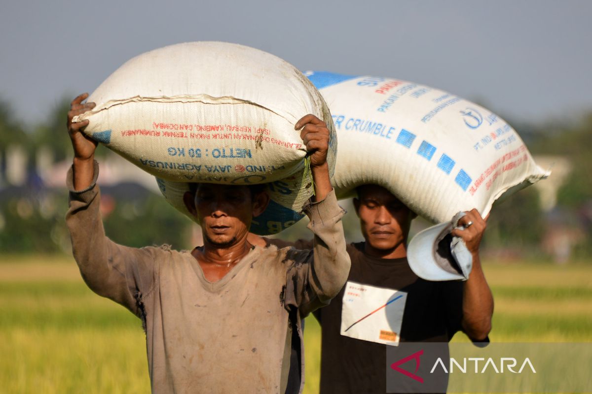 FOTO - Harga gabah turun pada awal musim panen raya di Aceh Besar