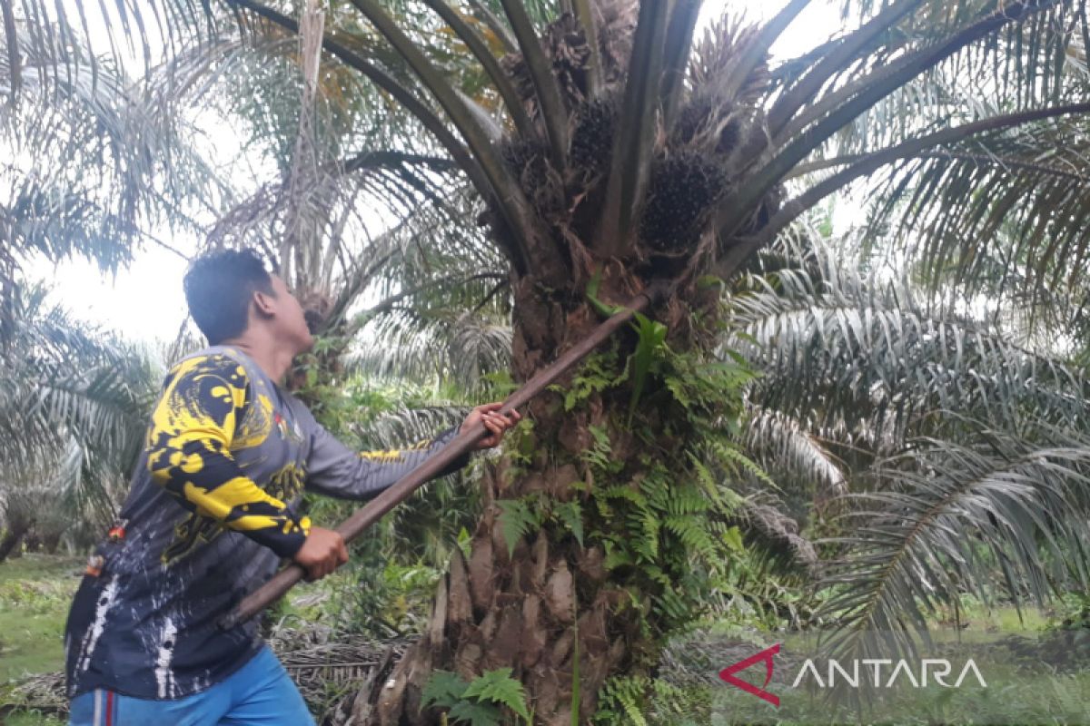 Produksi buah sawit petani anjlok