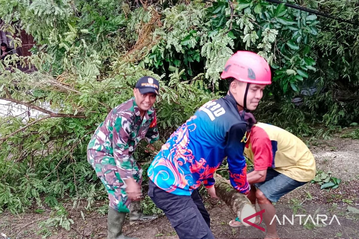 Pohon tumbang akibat hujan lebat dan angin kencang di HST