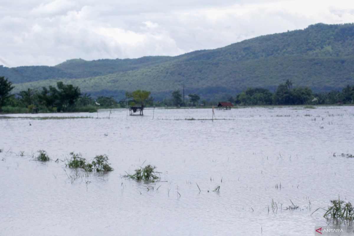Banjir, puluhan hektare pertanian Situbondo terancam gagal panen